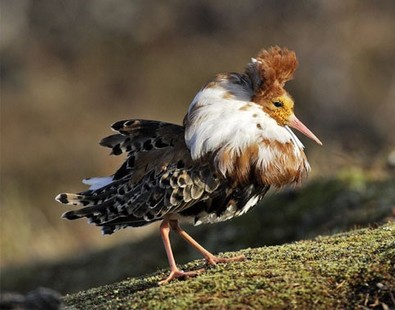 combattant